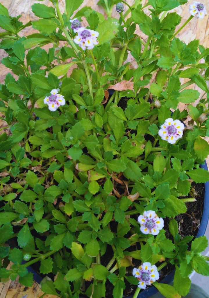 Verveine Nodulaire -  Pot 1L