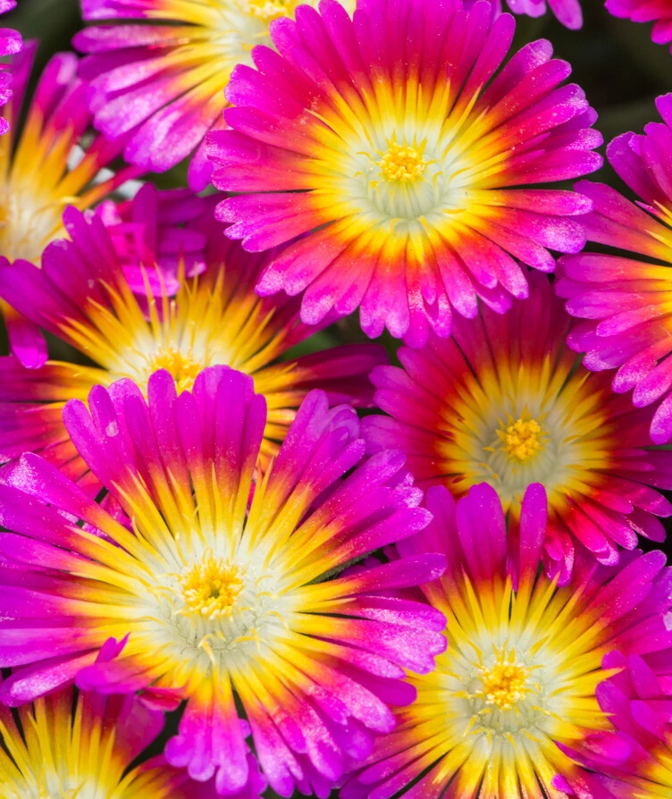 Delosperma "Wheels of Wonder Hot Pink" -  Pot 1L