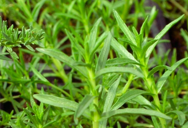 Menthe des Cerfs -  Pot 1L