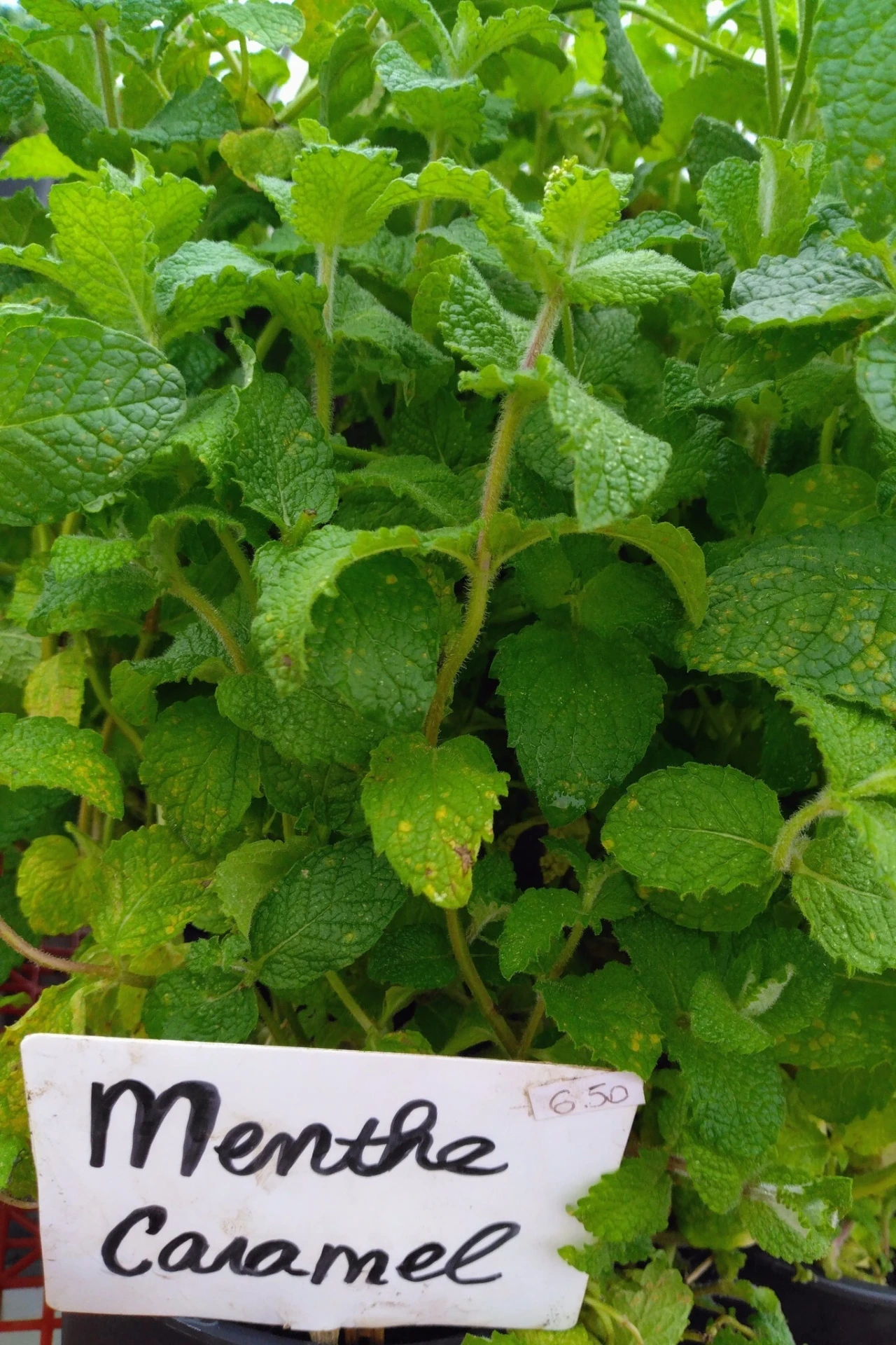 Menthe Caramel - Godet 7cm