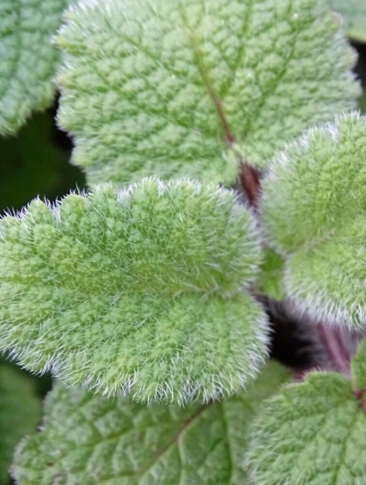 Mélisse Orange - Pot 1L 