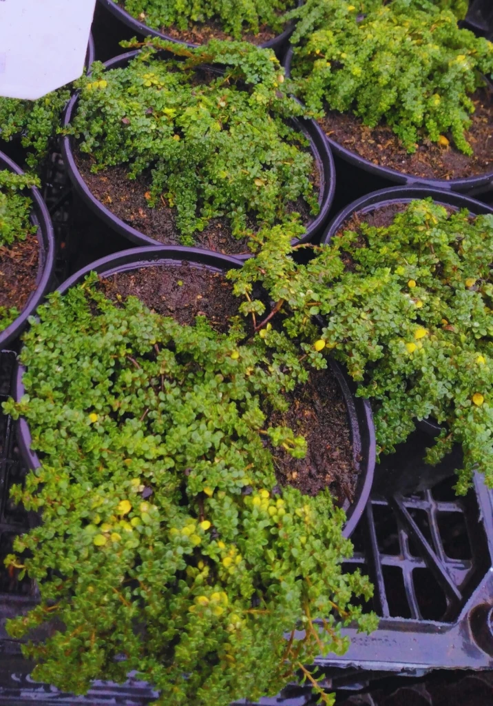 Thym Rampant - Godet 10.5cm