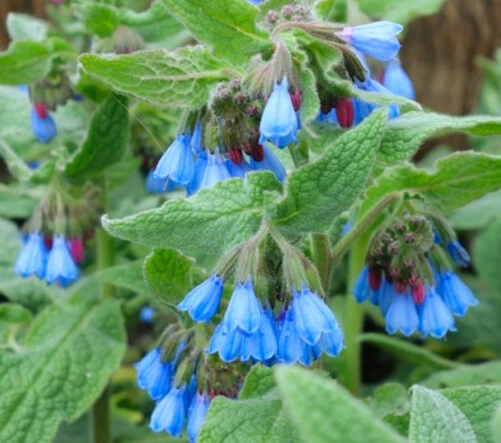 Consoude du Caucase - Godet 10.5cm