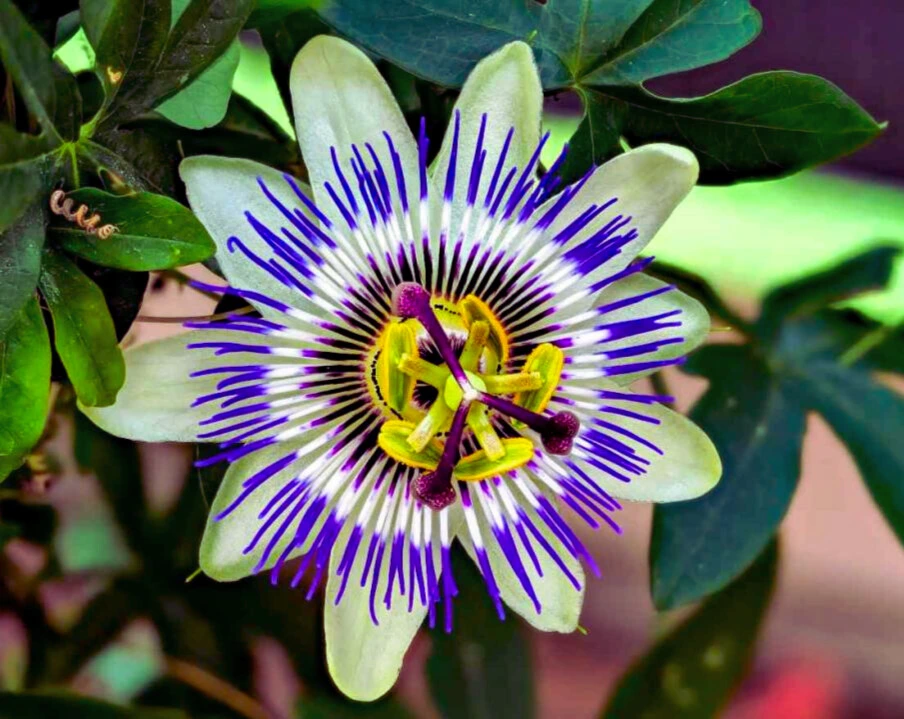 Passiflore Bleue - Pot 2L