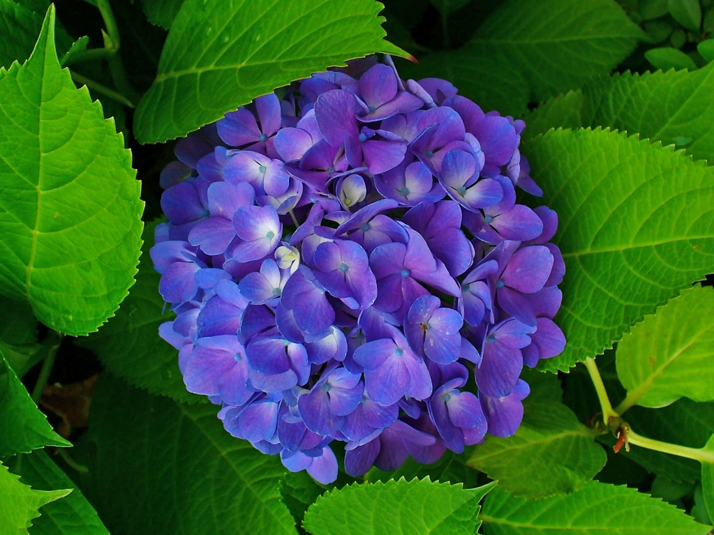 Hydrangea - Hortensia - Pot 4L