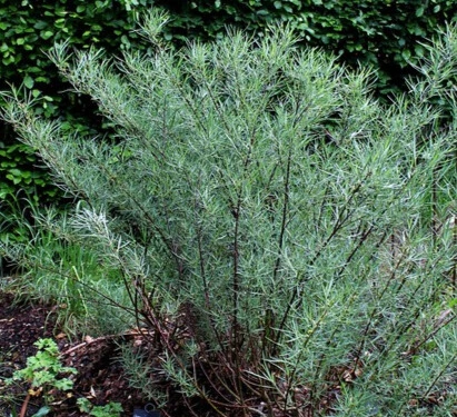 Saule Romarin - Pot 4L