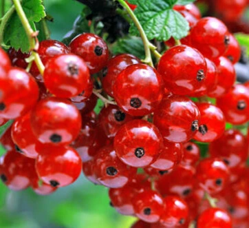 Groseillier Rouge - Pot 2L 