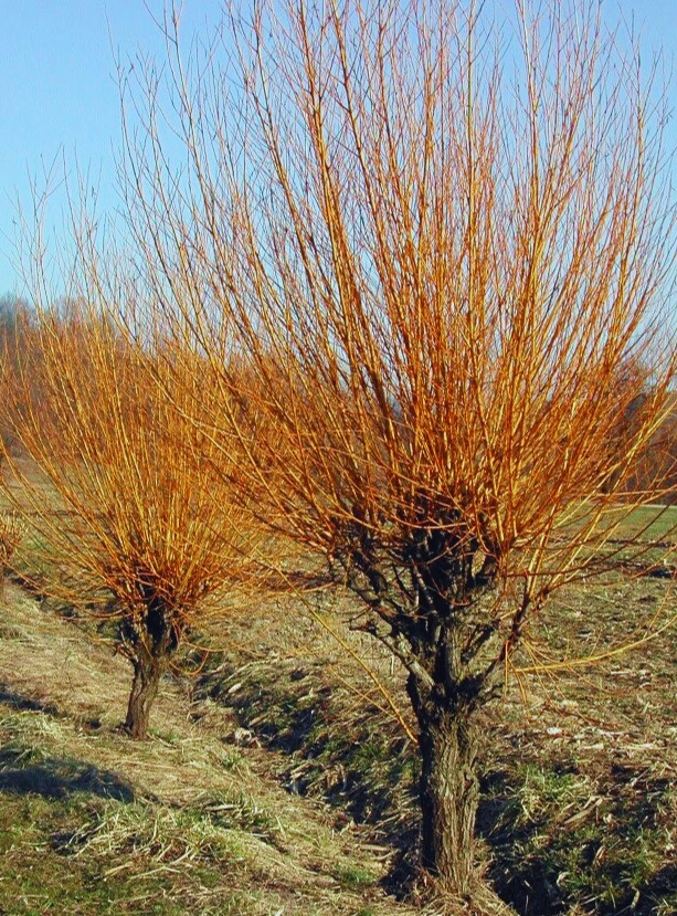 Saule Osier - Saule des Vanniers - Pot 4L