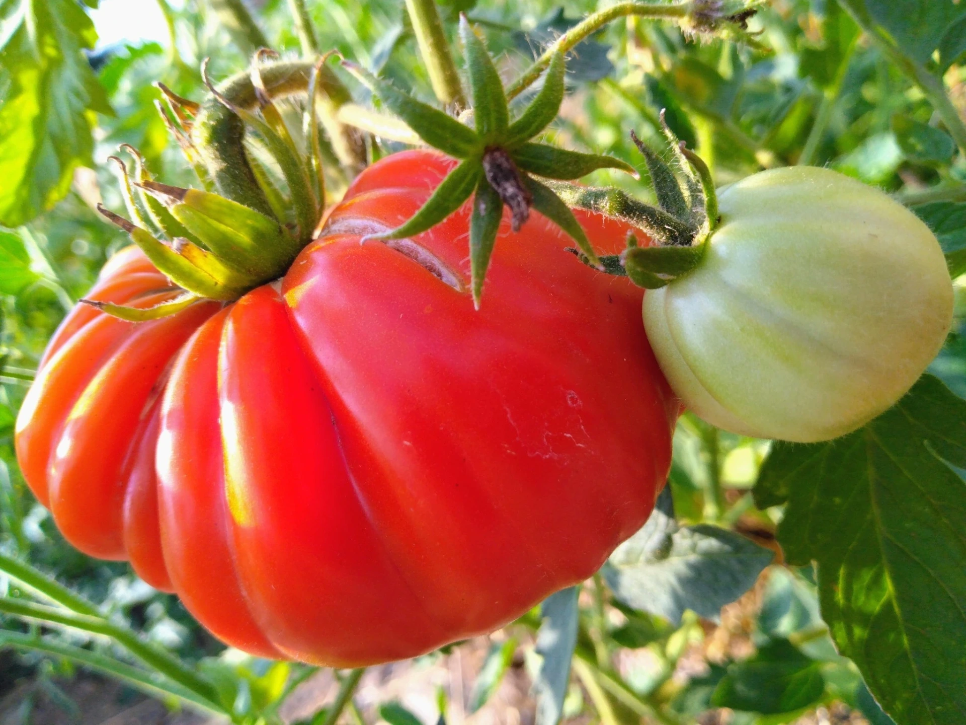 Tomate Liguria - Godet 8 cm