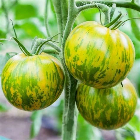 Tomate Green Zebra - Godet 8 cm