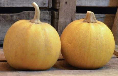 Courge Melonnette - Godet 10.5cm 