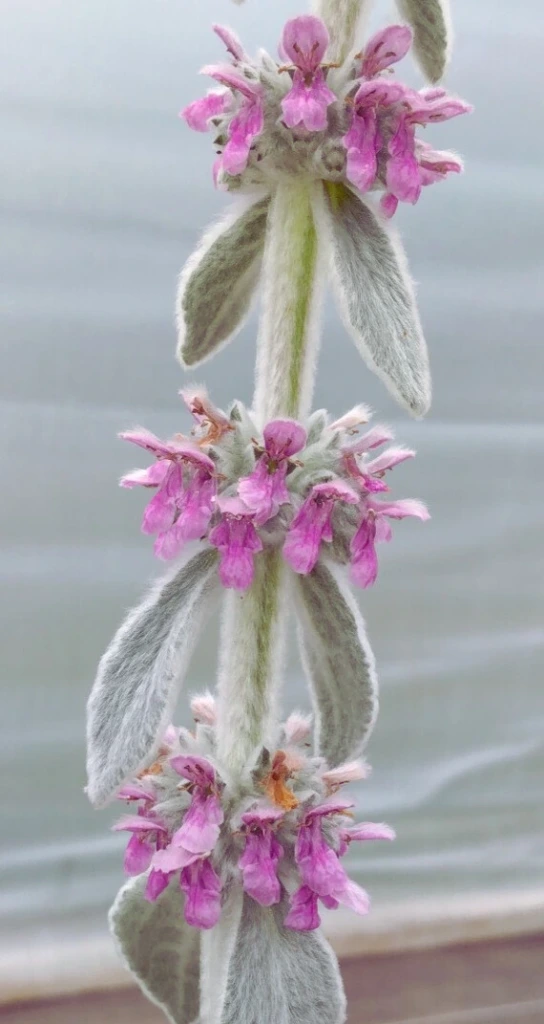 Oreilles d'Ours - Stachys Bizantina - Pot 2L 