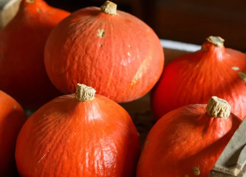 Potimarron - Godet 10.5cm 