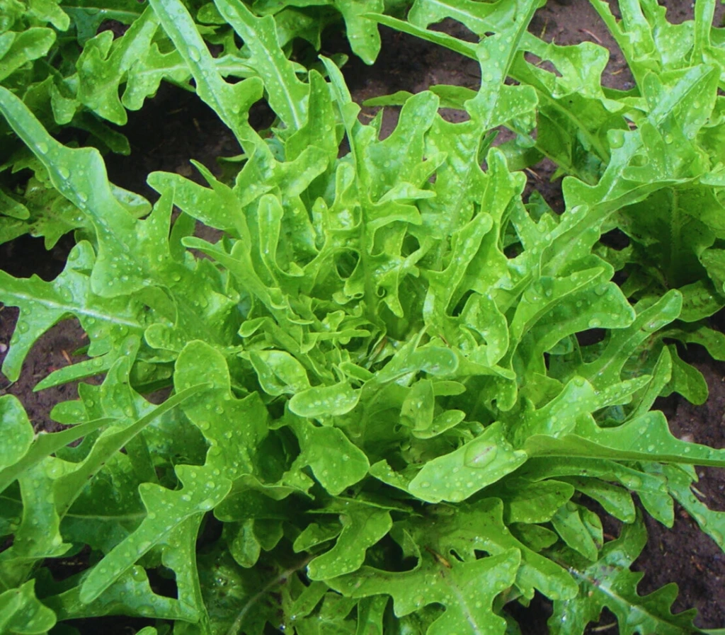 Laitue Cressonnette Marocaine 
