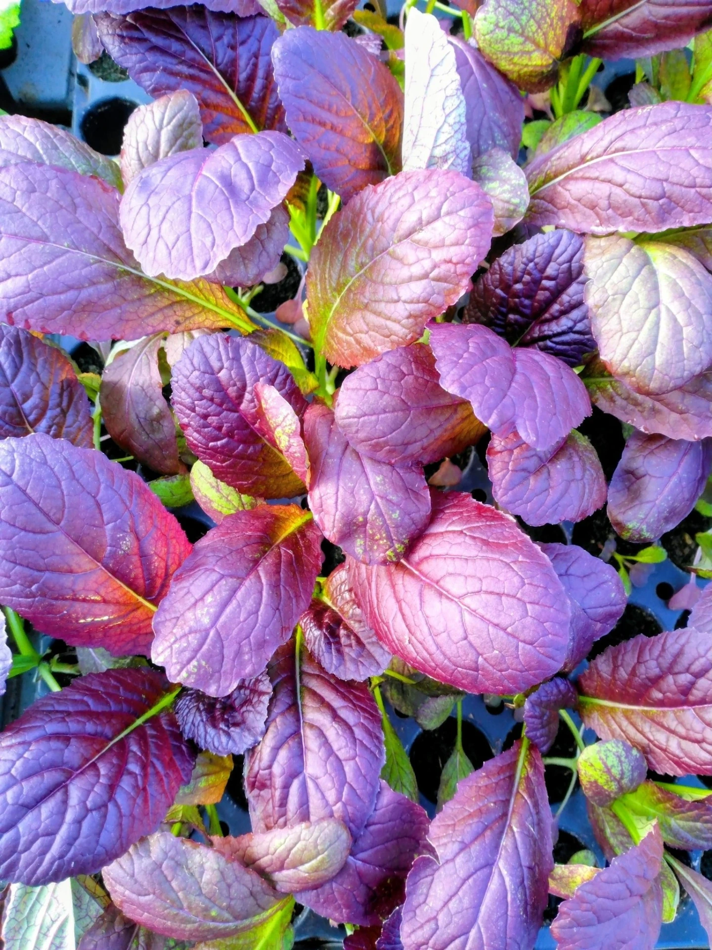 Moutarde Indienne Garnet Giant