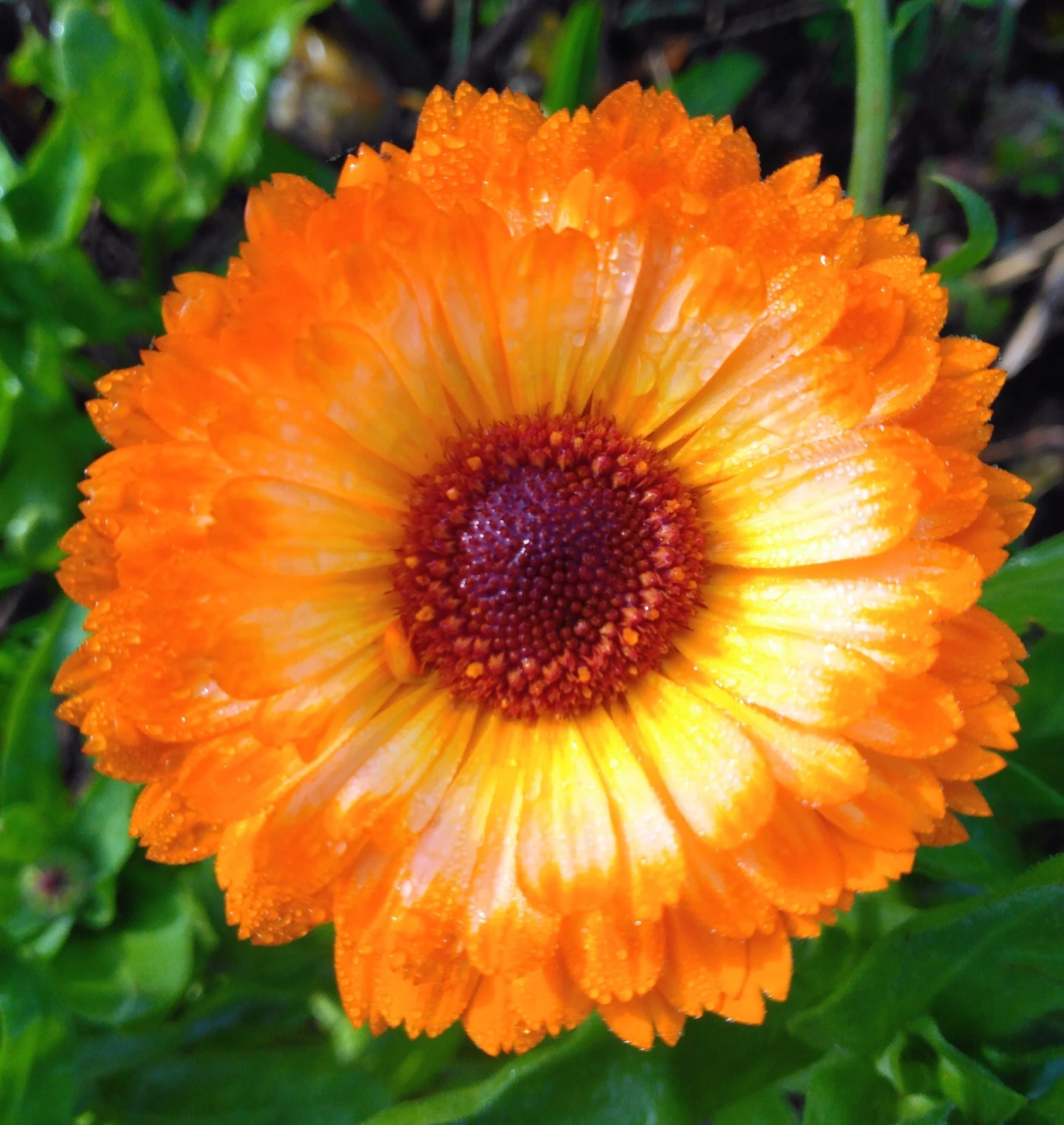 Souci Pink Suprise - Godet 7cm