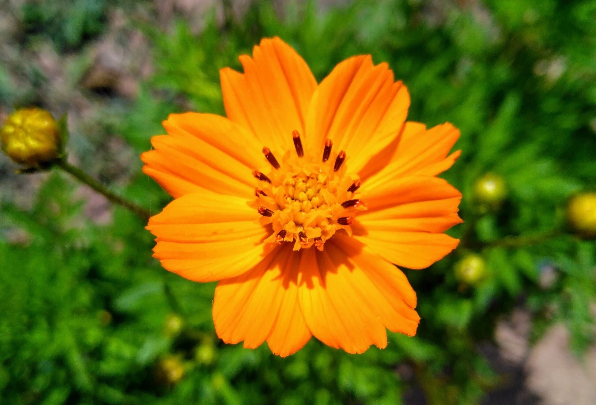 Cosmos Sulphureus  - Godet 7cm