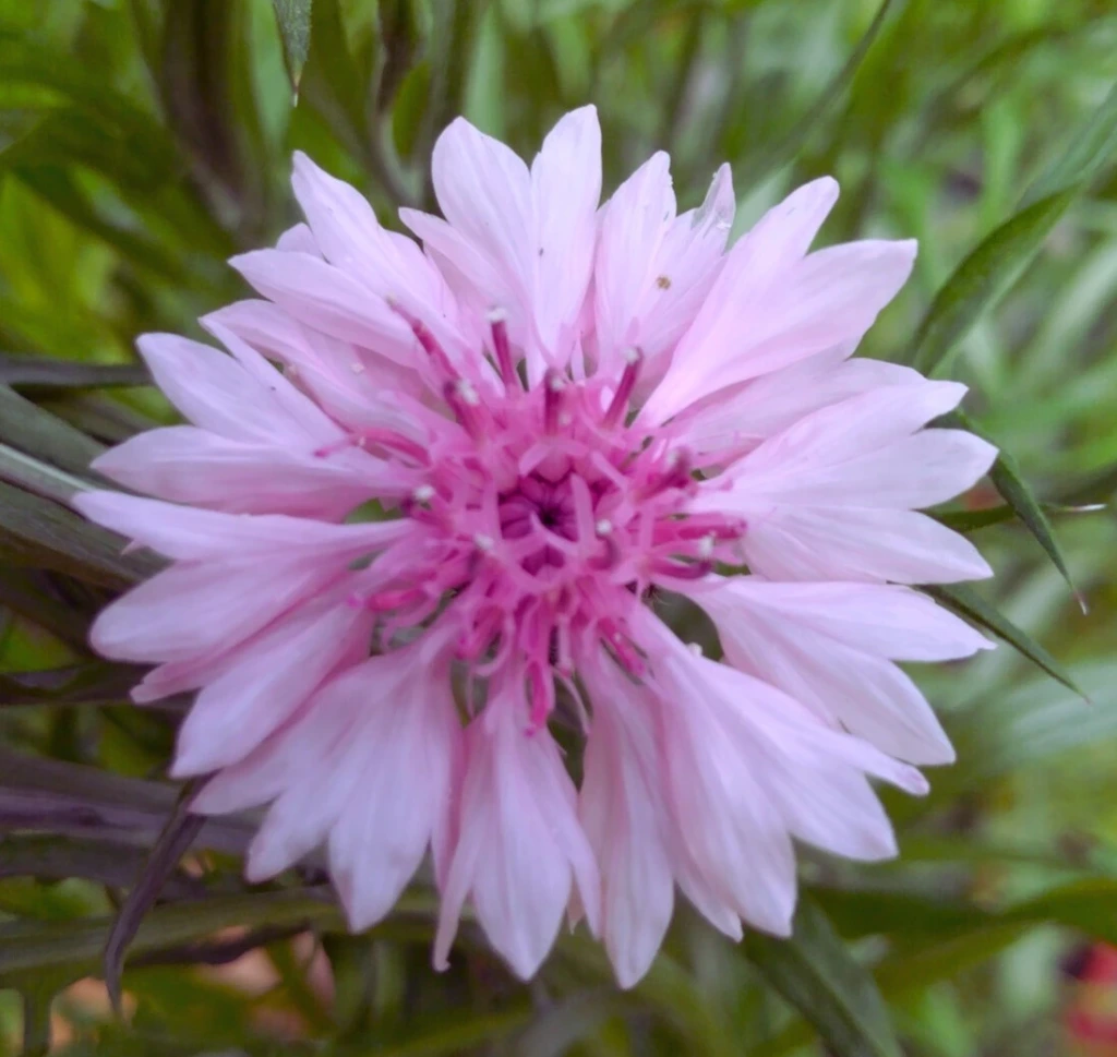 Bleuet Fleurs Roses - Godet 7cm