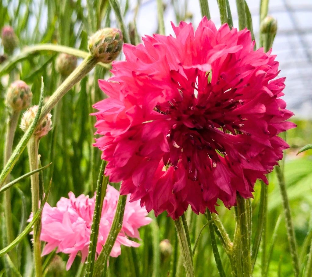 Bleuet Fleurs Rouges - Godet 7cm