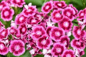 Œillet de Chine  - Godet 7cm 