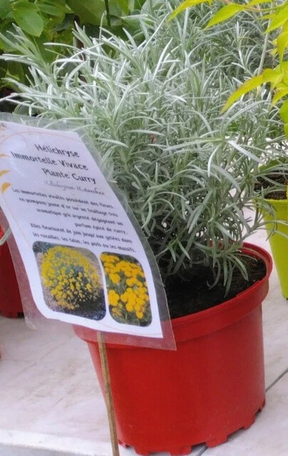 Hélichryse - Immortelle - Plante Curry - Pot 2L 