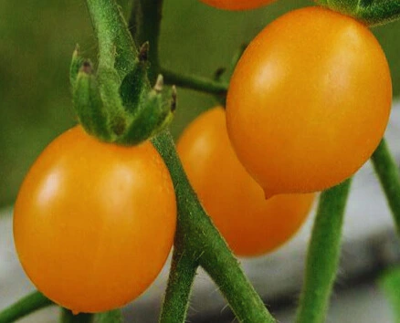 Tomate Cerise Cocktail Clémentine- Godet 8 cm