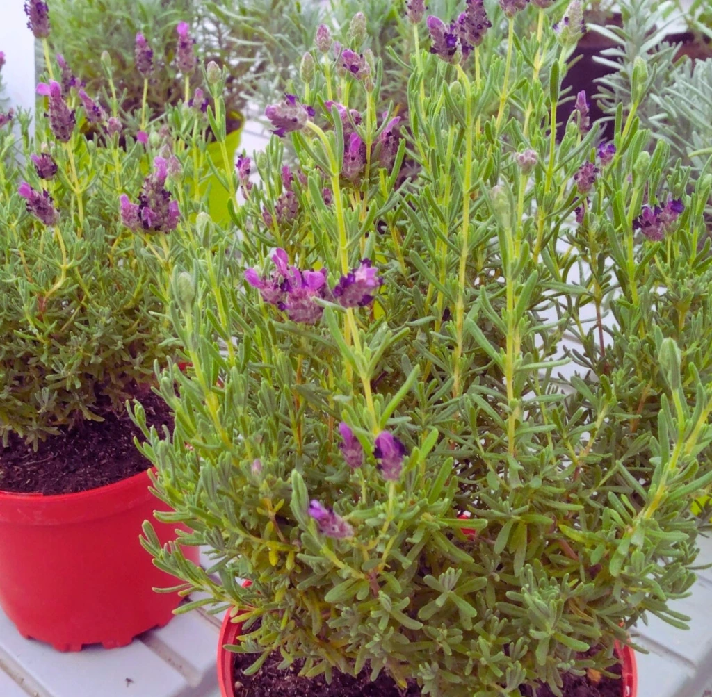 Lavande Papillon "Bandera Deep Purple" - Pot 2L 