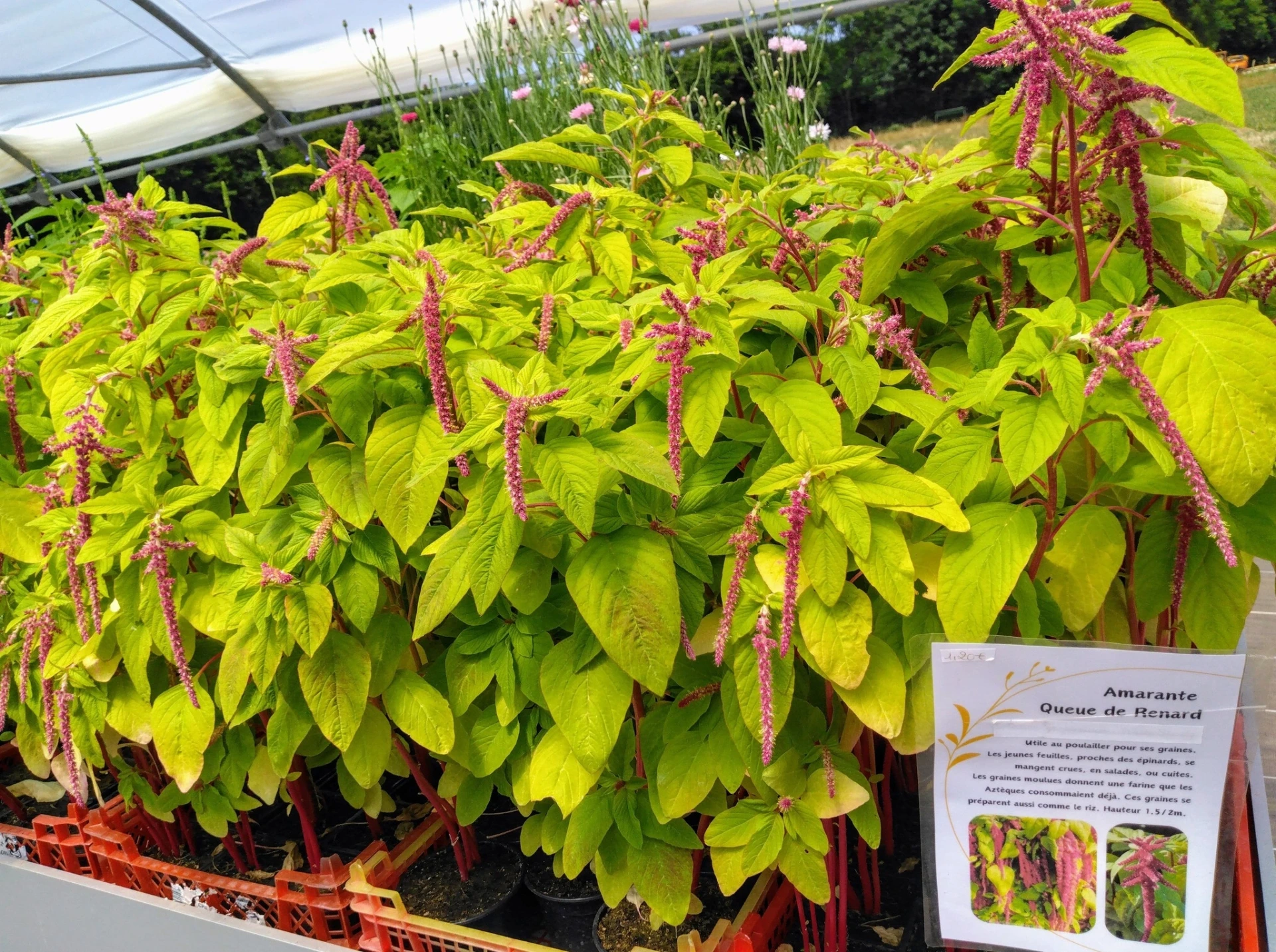 Amarante Queue de Renard - Godet 7cm