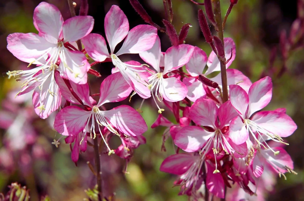 Gaura Lindheimeri "Rosy Jane" - Pot 2L