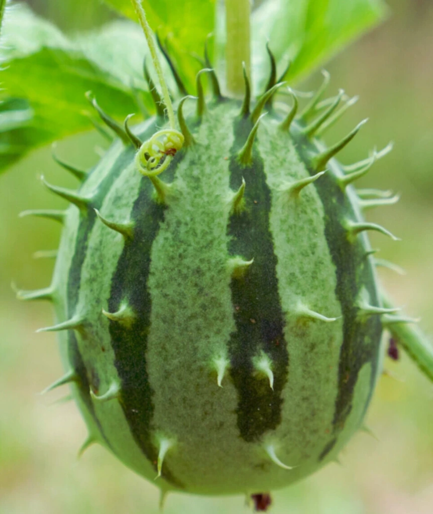 Kiwano de Zambie - Godet 8 cm 